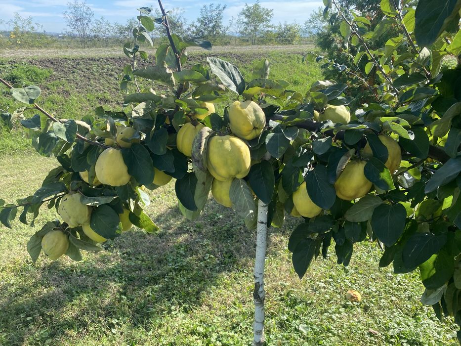 Toaletare pomii fructiferi