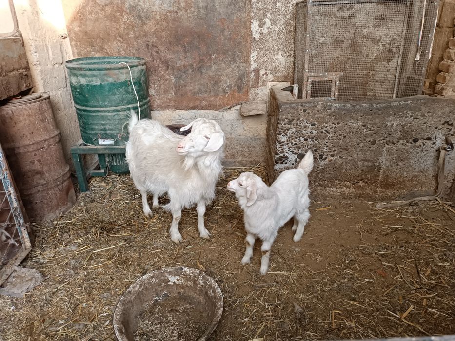 Echki sotiladi zoti tozasi