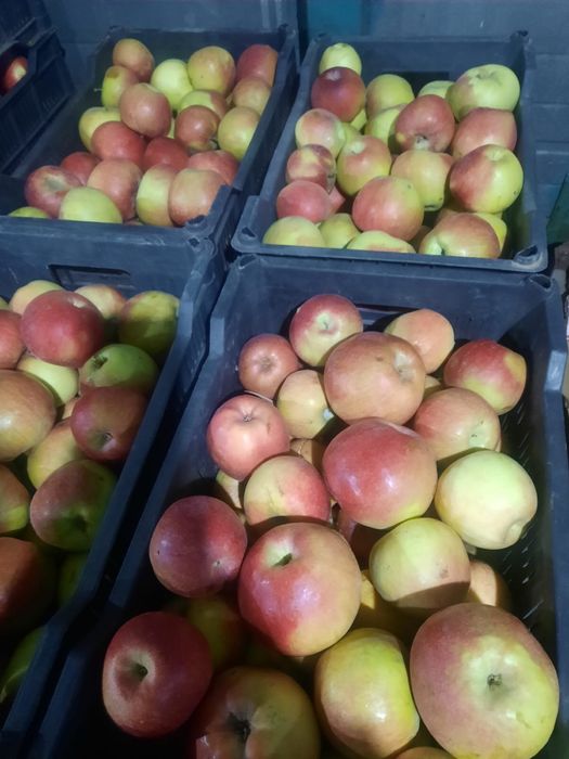 Яблоки Американка, Айдарлет, Апорт оптом