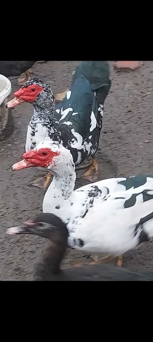 RATE LESESTI - Exemplare deosebite,  Diferite marimi - Jud ARGES