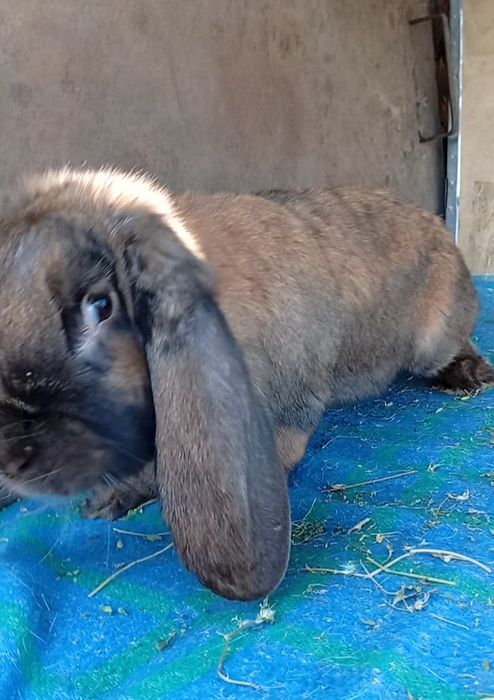 Крольчиха ФБ Мадагаскар