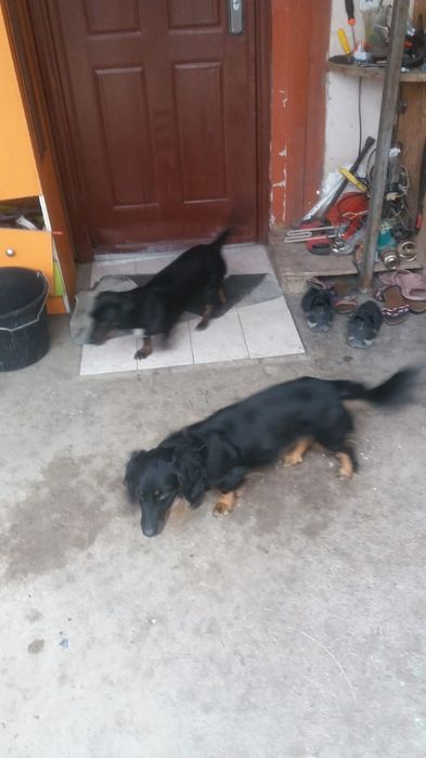 2 робочие таксы охотники