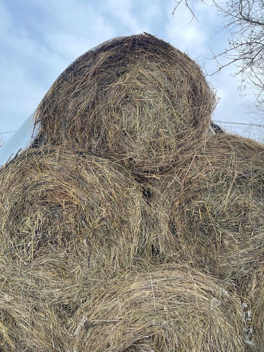 Baloți uscați de fân