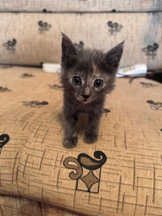 Котенок в добрые руки. Очень красивая девочка