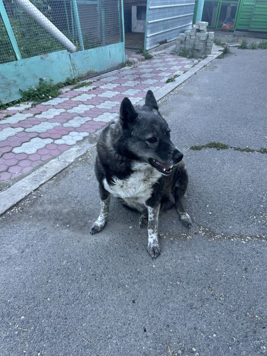 Западно европейская лайка