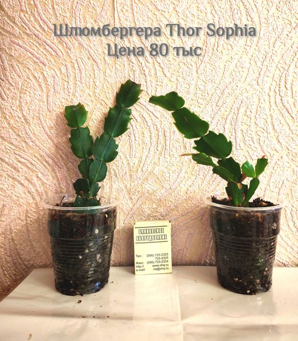 Сортовая Шлюмбергера (декабрист) Thor Sofia