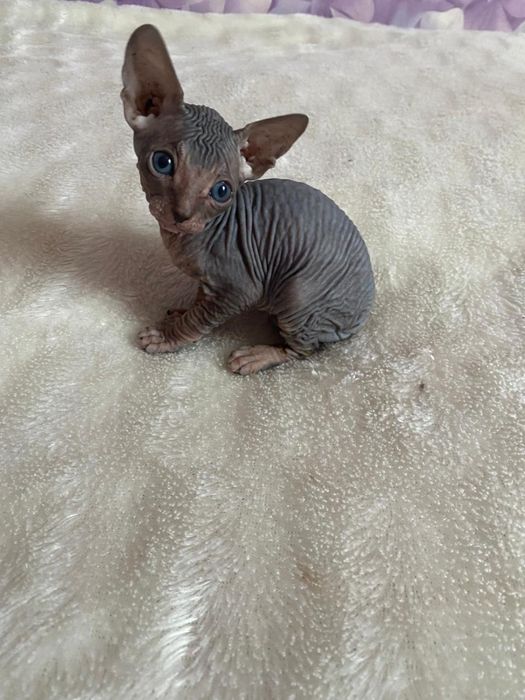 Мальчик, канадский сфинкс, Алматы