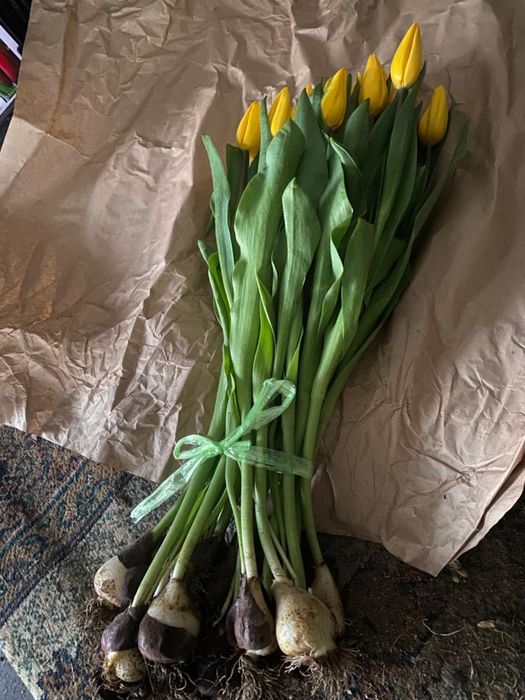 Тюлпаны тюлпаны