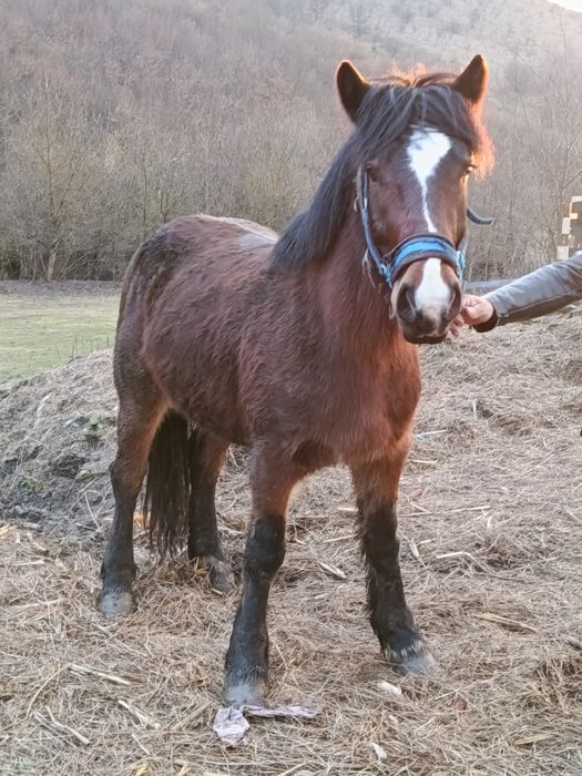 Vând un mânz și o mânză