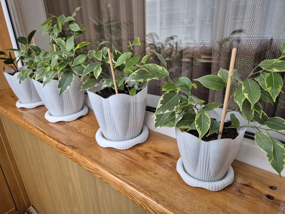 Продам  пестрый ФИКУС Бенджамина!