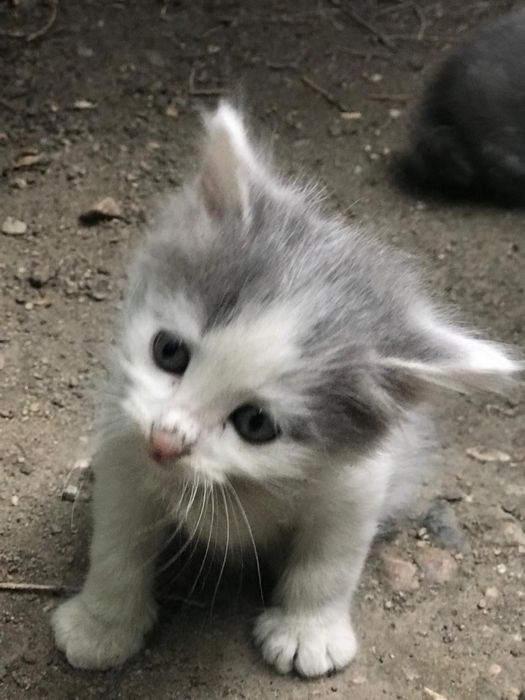 Отдам Котят в хорошие руки