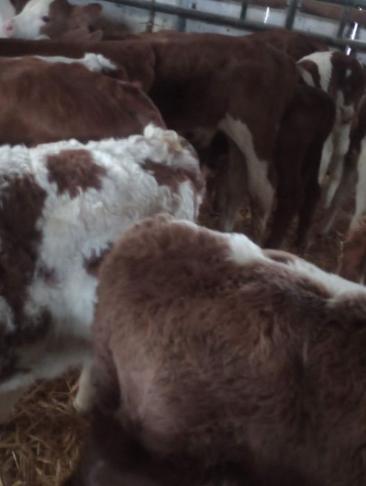 De vânzare vitei și vițele