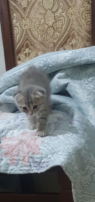 Кошка Скоттиш Фолд