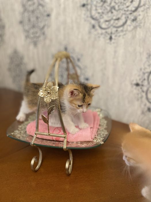 Екі марғау сатылады. 1 данасы 5000 тг