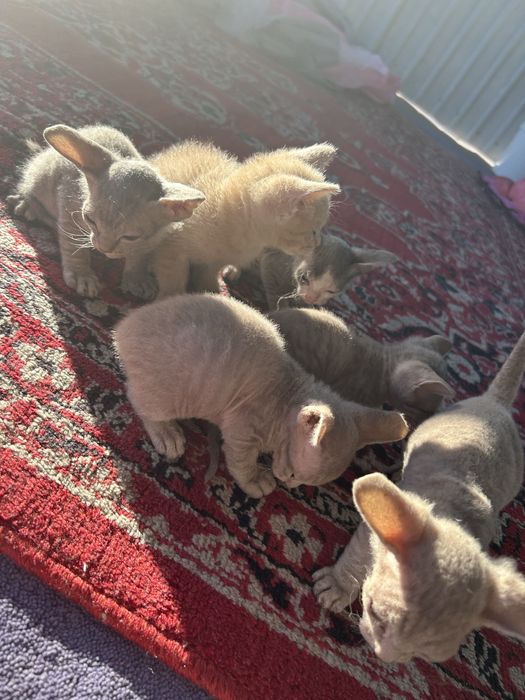 Котята 1,5 месяцев