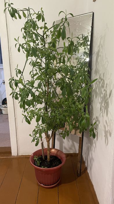 Дерево(божье дерево)