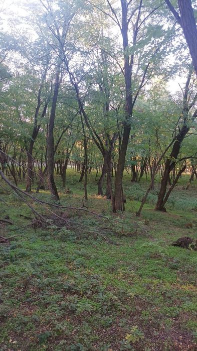 Vând pădure salcâm