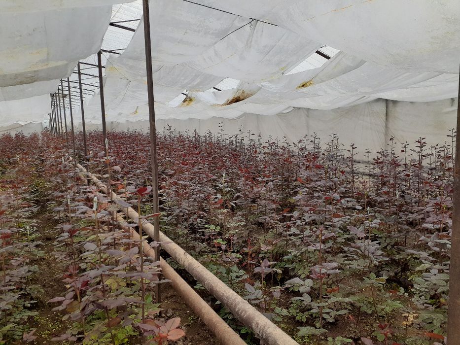 Atirgul biznesi bo'yicha ko'chatlla sotamiz