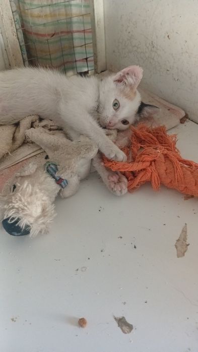 Котята  мальчики  и девочки 2 мес