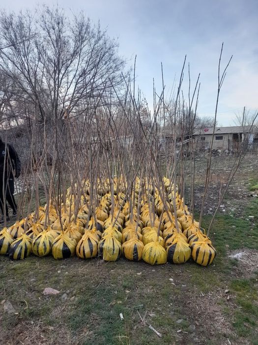 Саженцы оптом и врозницу