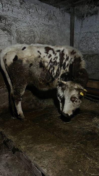 Сиыр,бұзау сатылады