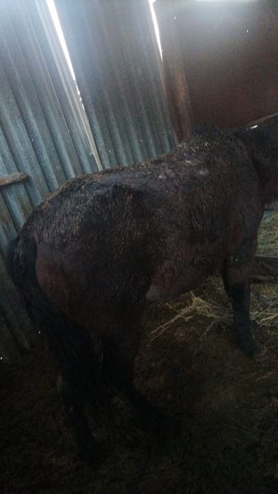 Продам коня 4 года верховой