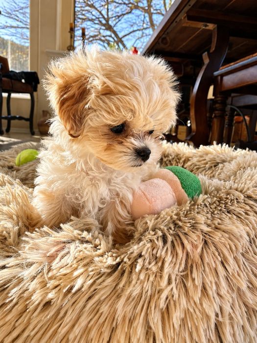 Maltipoo Mini Toy