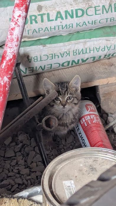 Ищем добрые руки для кошки и трёх котят!