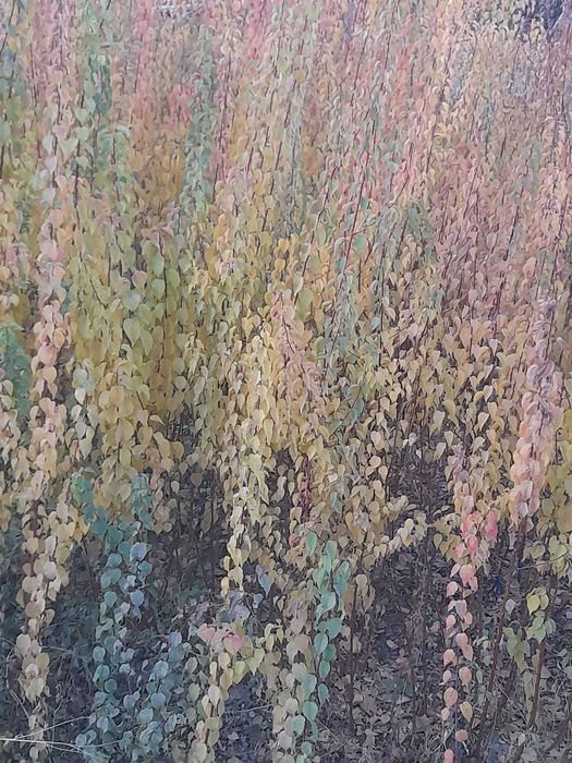 Zaldori shaftoli atirgul nihollari sotiladi