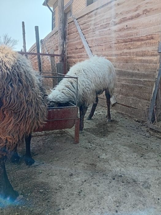 Қойлар бар жас ,қозылар