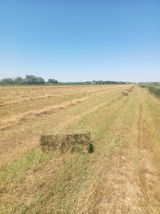 Продам люцерна, жонышка