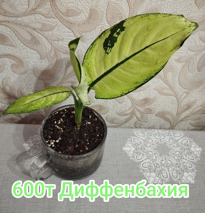 Диффенбахия продам