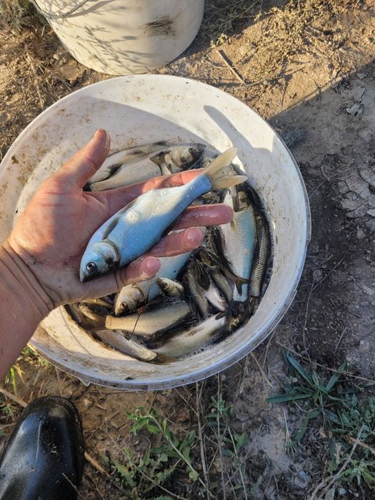 Карп, сазан, амур, толстолобик