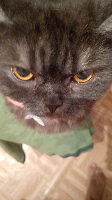 Отдам в добрые руки взрослую британку