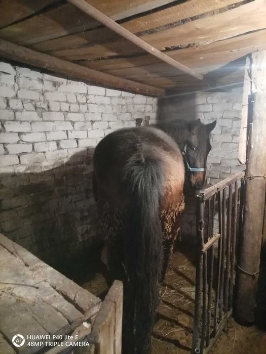 1.5 жасар Тай сатылады