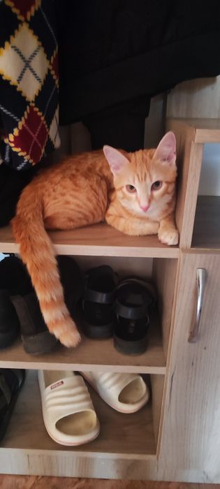 Отдам котика ему пол года