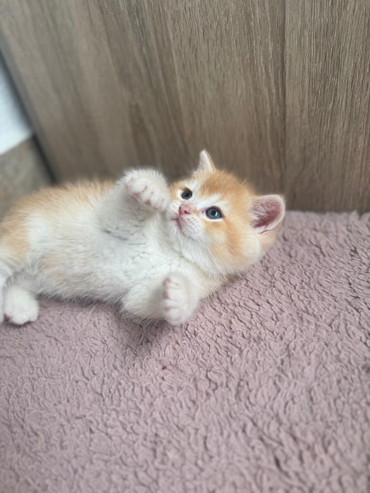 Британски котенца