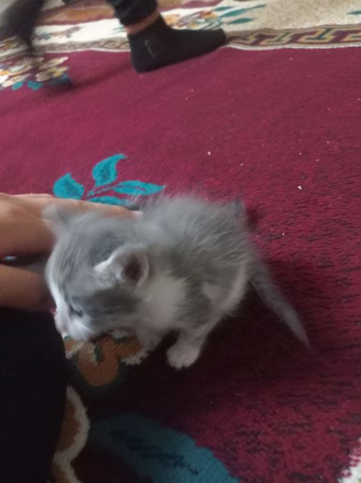 Пышык бар бесплатно