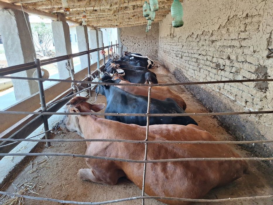 Чорва моллари тирик вазнда ва сўйиб бериш хизматлари