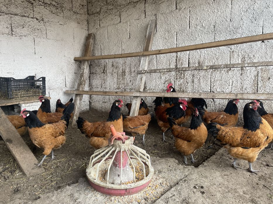 Vand oua de incubat Vorwerk