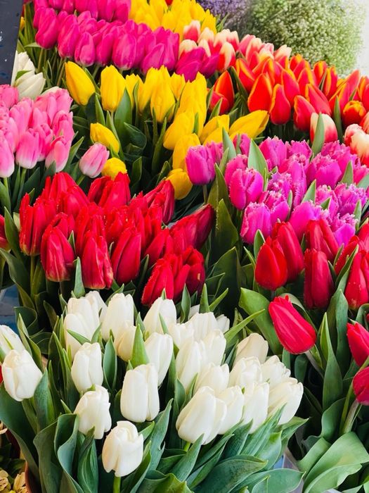 Тюлпан свежие, красивые