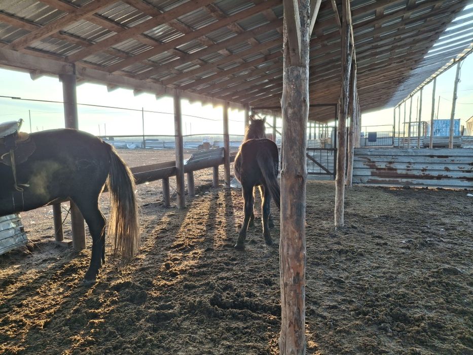 Продам жирных лошадей