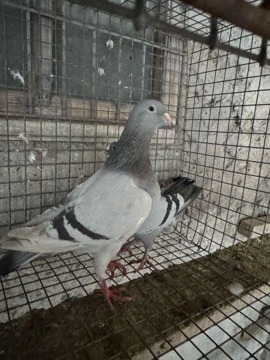 Продам почтовых голубей!