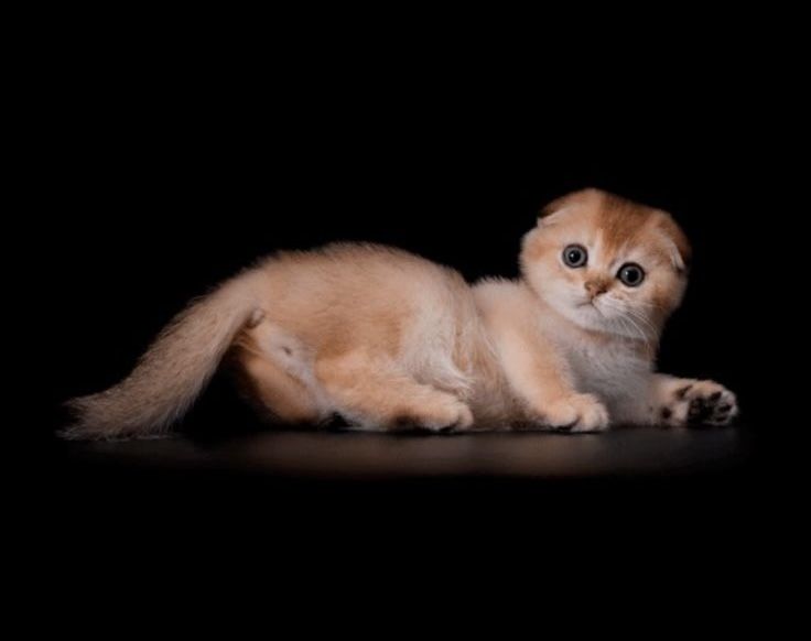 Продам Шотландского котика