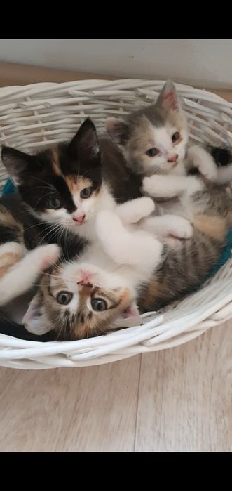 Отдам котят в доброе руки