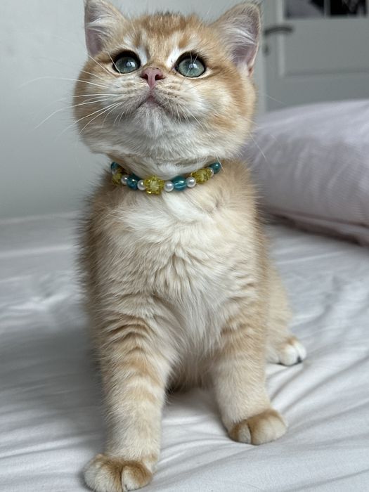 Fetita superba british shorthair golden chinchilla. Pedigree WCF
