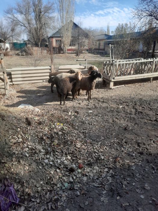 Семіз қой сатамын