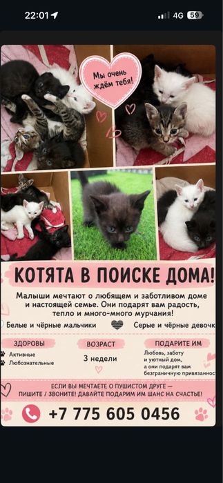 Котята ищут дом!