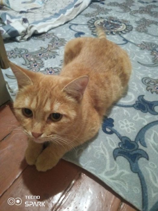 Mushuk sotiladi srochna