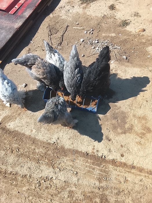 Продам кур и цыплят